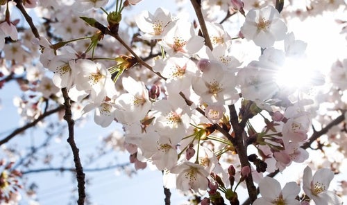 風にそよぐ(桜)の写真
