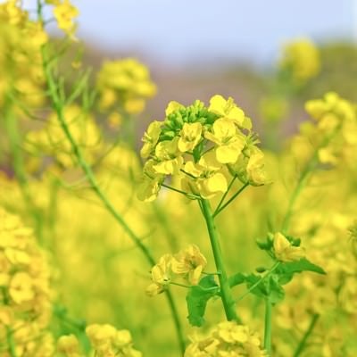 風に揺れる菜の花畑の写真