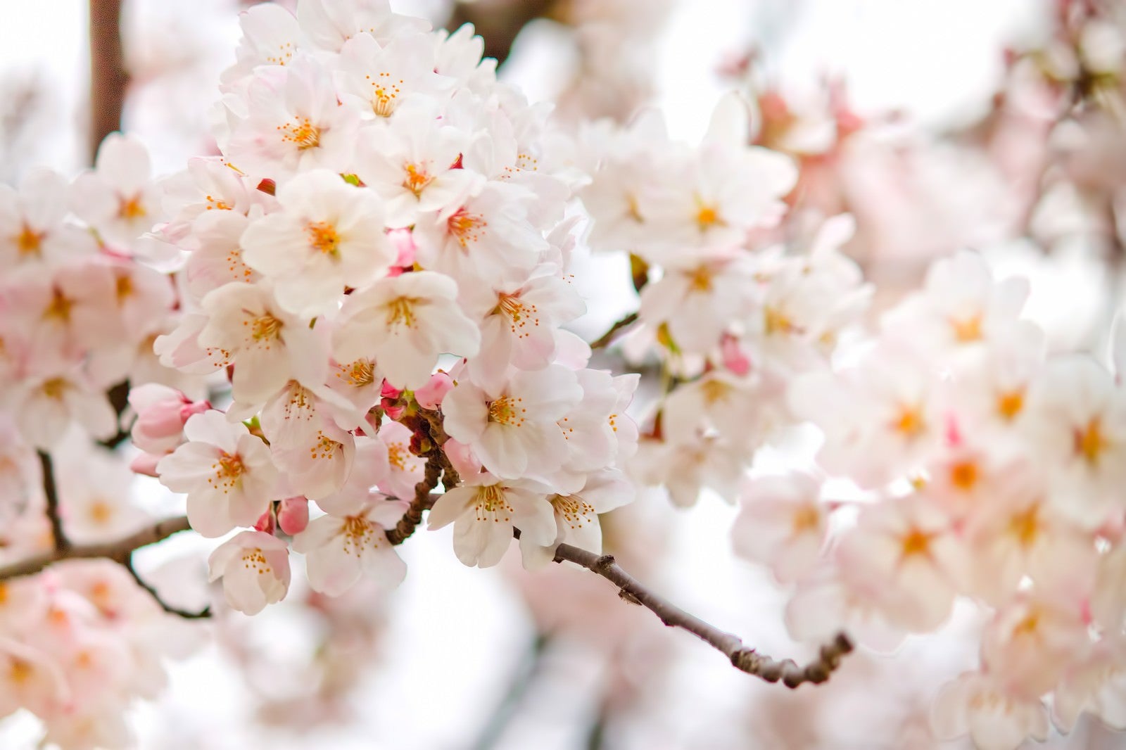「満開に近づく桜の花」の写真