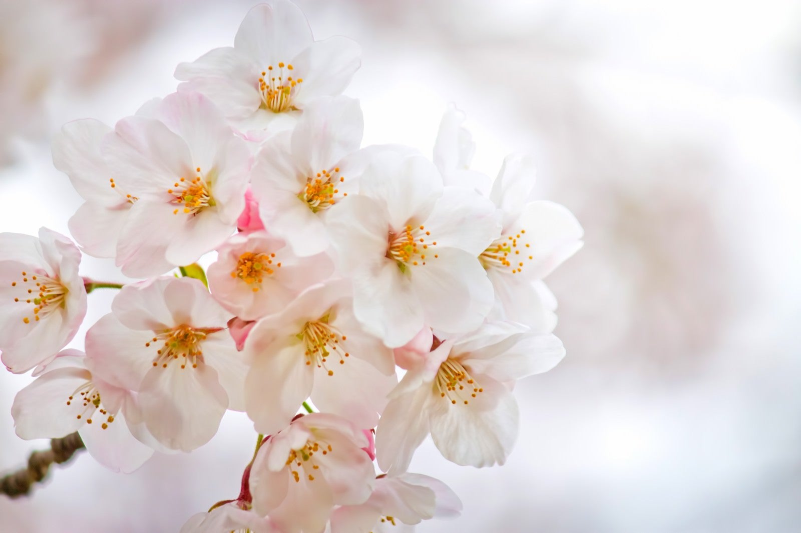 「白い花びらと満開の桜」の写真