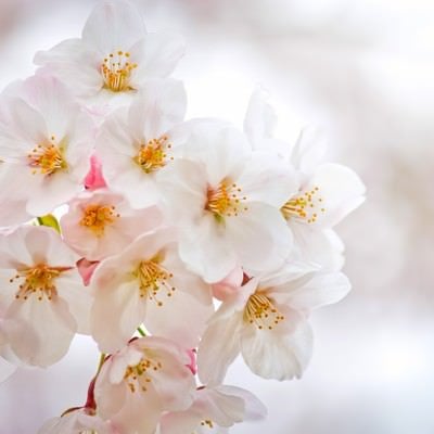 白い花びらと満開の桜の写真