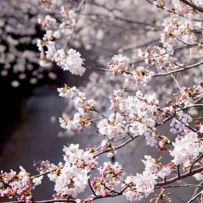 目黒川の桜並木の写真