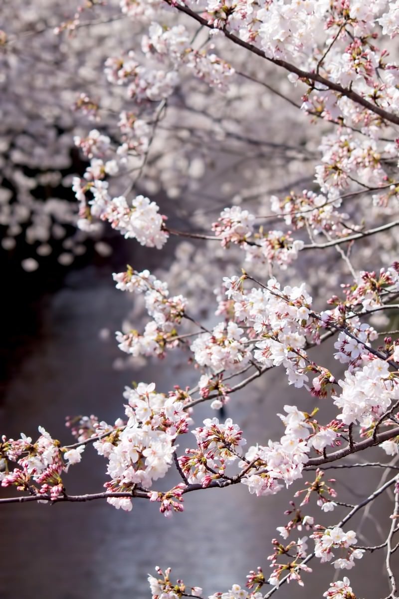「目黒川の桜並木」の写真