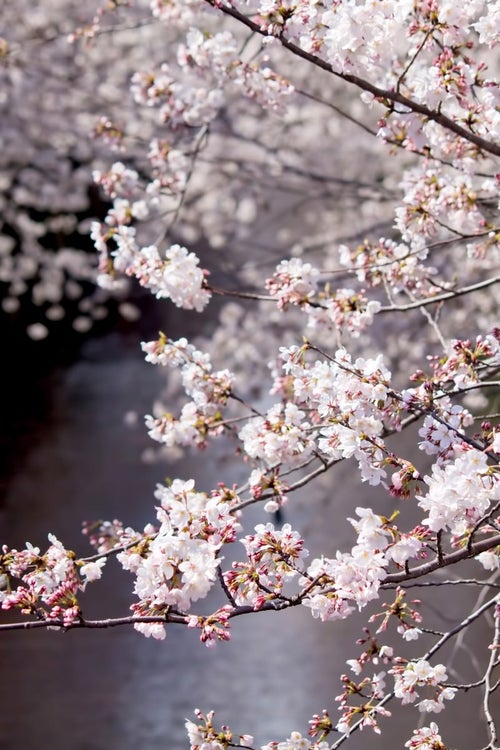 目黒川の桜並木の写真