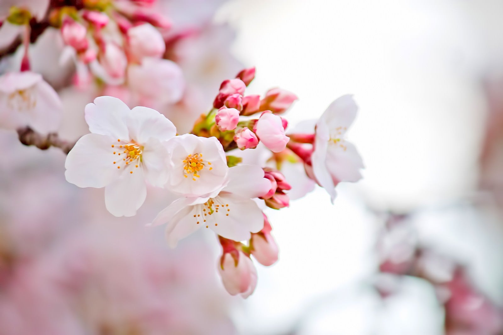 「咲き始めた桜」の写真