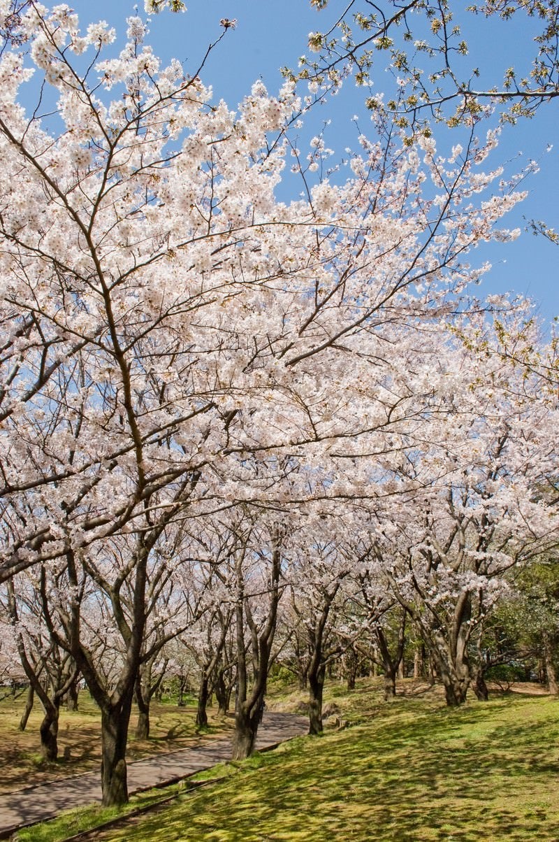 「桜の道」の写真