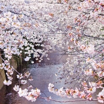 左右が満開の桜の写真