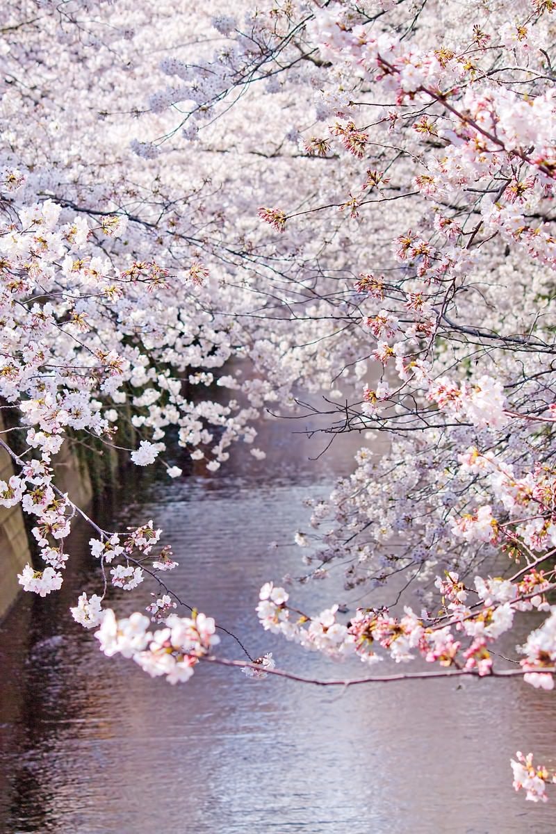 「左右が満開の桜」の写真
