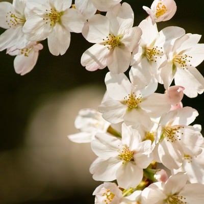 ソメイヨシノ(桜)の写真