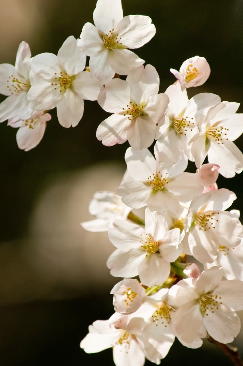 「ソメイヨシノ(桜)」の写真