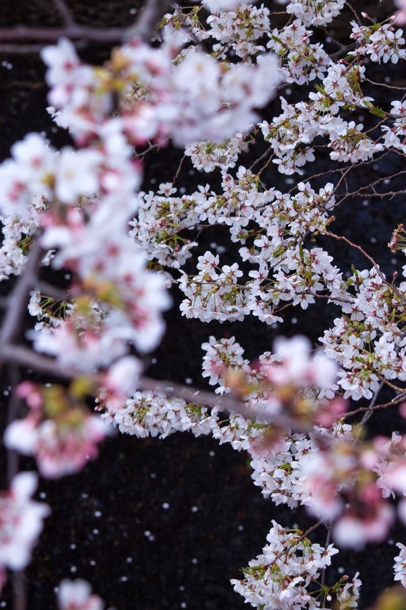 「水面に散る花びらと桜」の写真