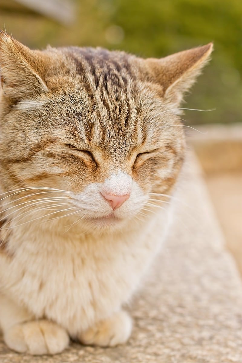 「ポカポカ陽気で寝ている猫」の写真