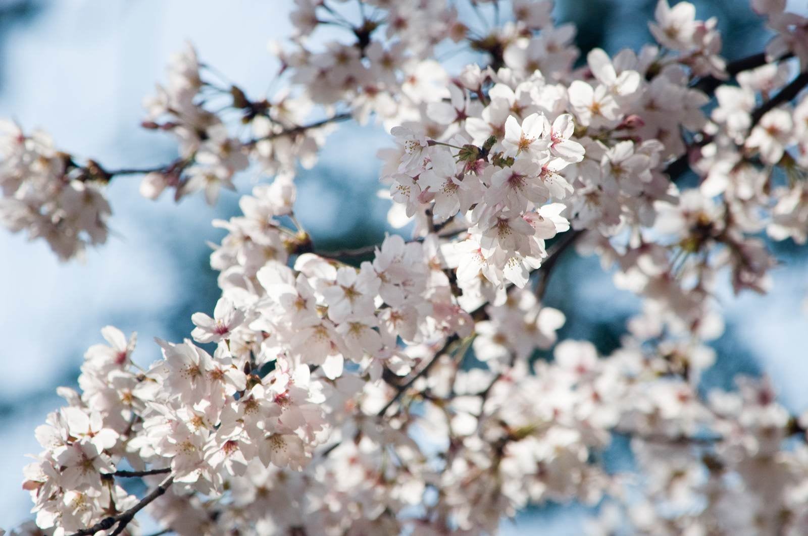 「和の色(桜)」の写真