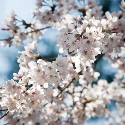 和の色(桜)の写真