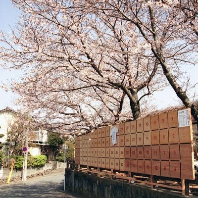街角に咲く桜と選挙ポスター掲示板の写真