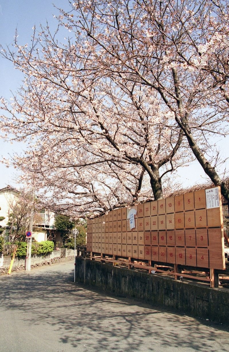 街角に咲く桜と選挙ポスター掲示板の写真