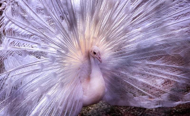 くじゃくの剥製 Amazon.co.jp: Piokio ピーコックフェザー 50個 バルク 10-12