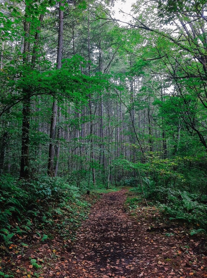 「森の中へと続く道」の写真