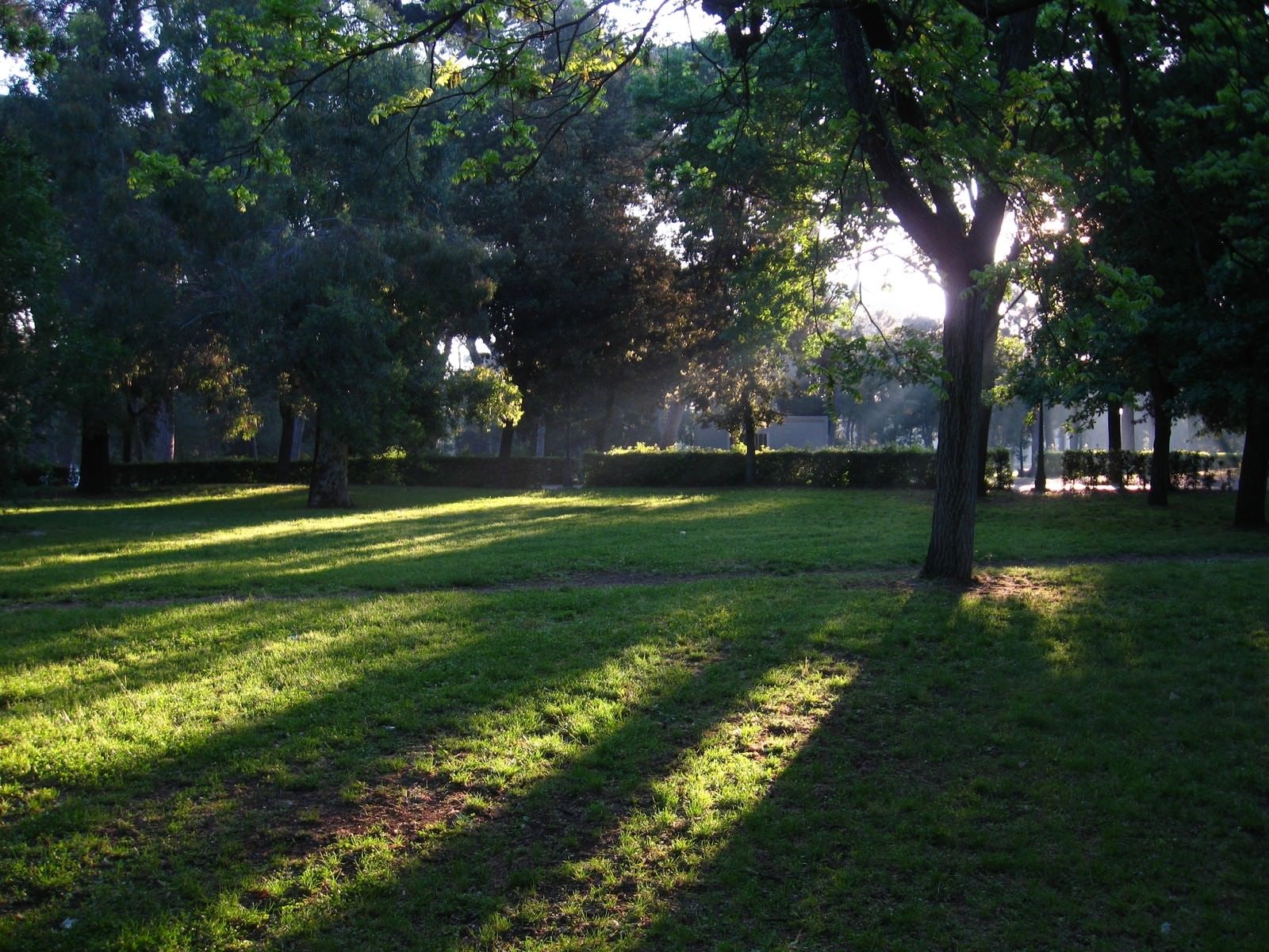 「ボルゲーゼ公園に伸びる木々の影（ローマ）」の写真