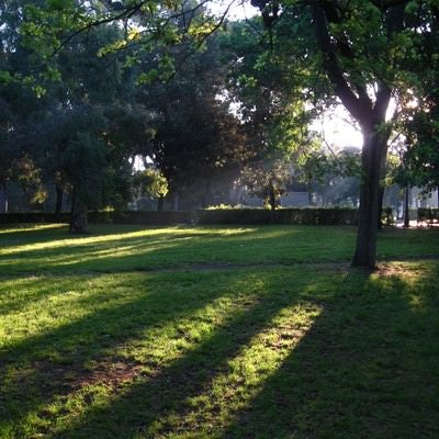 ボルゲーゼ公園に伸びる木々の影（ローマ）の写真