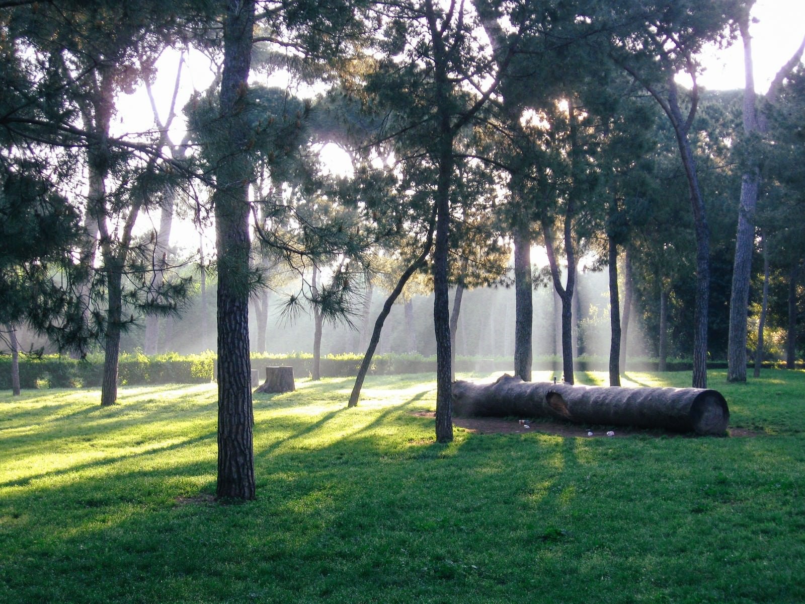 「ボルゲーゼ公園に横たわる大木（ローマ）」の写真