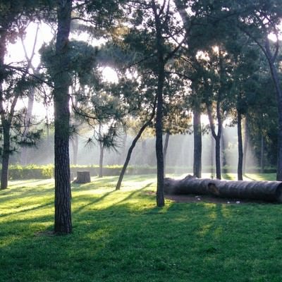 ボルゲーゼ公園に横たわる大木（ローマ）の写真