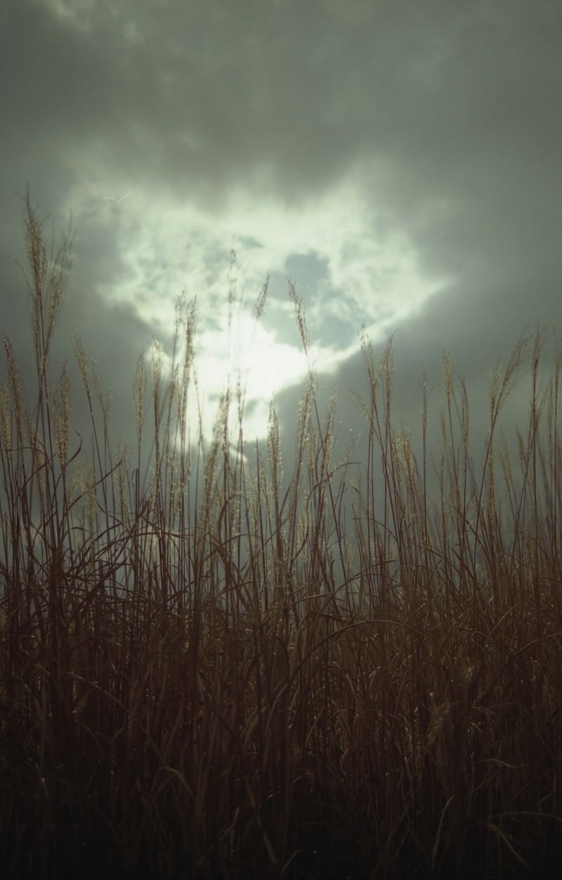 「曇り空から覗く空とススキ」の写真