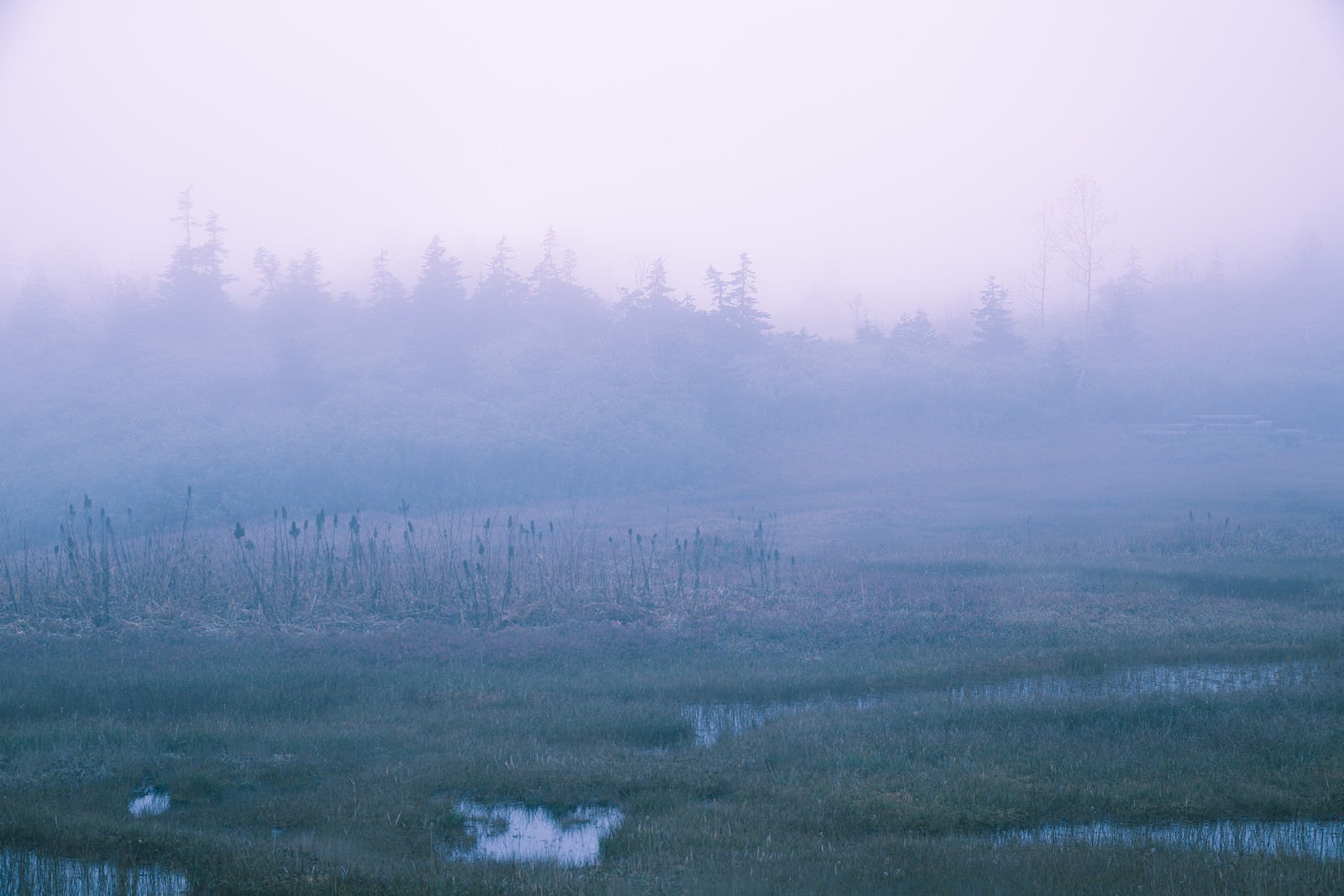 「霧のかかった自然風景」の写真