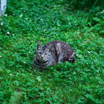 庭のシロツメクサと猫の写真