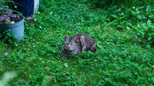 庭のシロツメクサと猫の写真