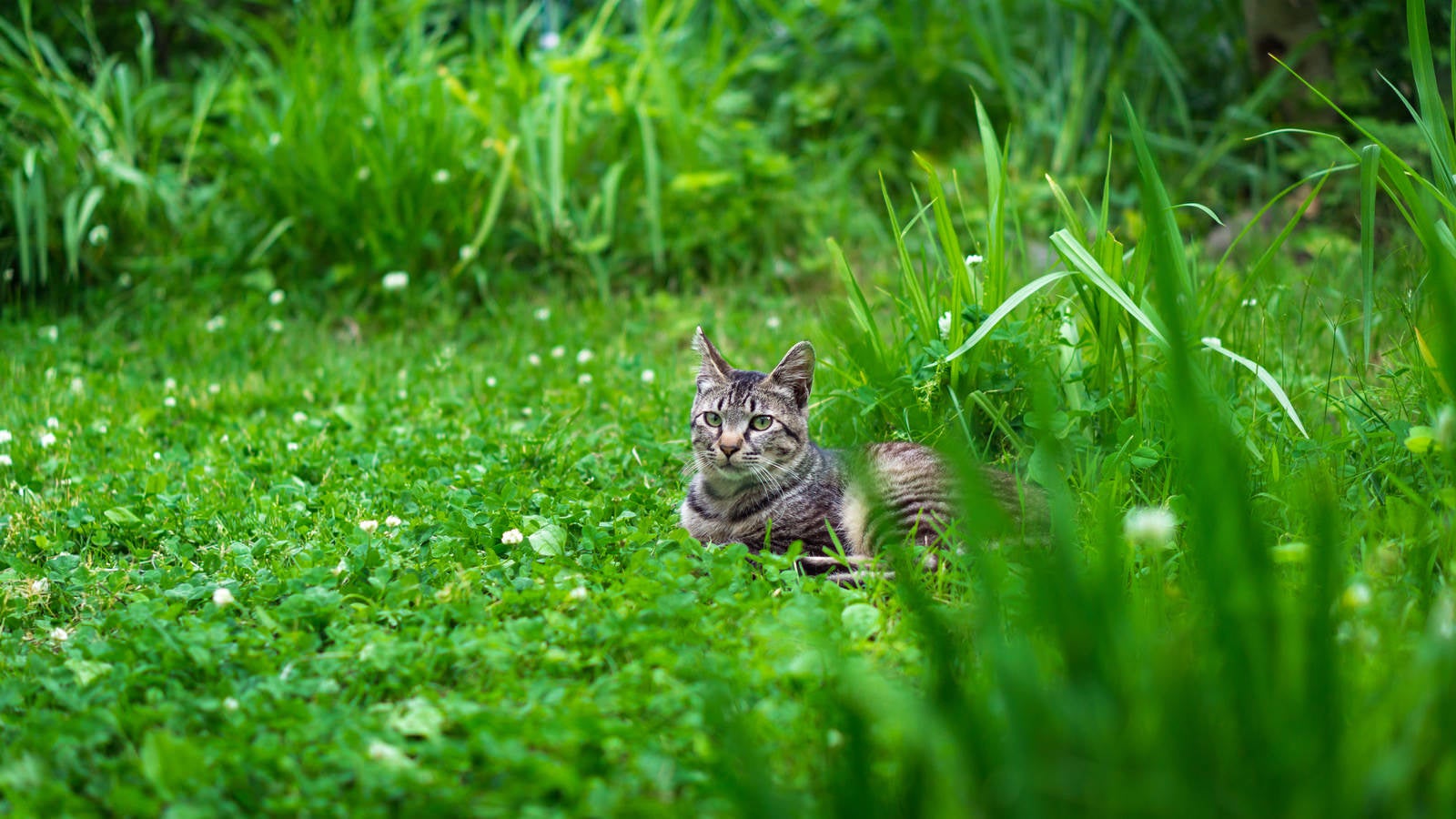 「草むらで日向ぼっこするネコ氏」の写真