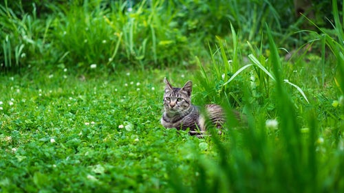 草むらで日向ぼっこするネコ氏の写真