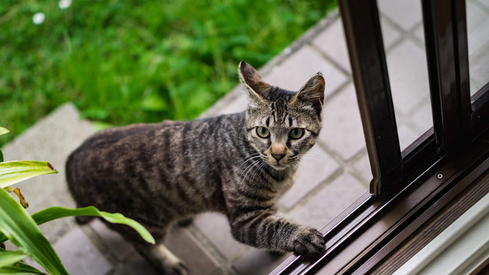 「恐る恐る家の中に入ろうとする猫」の写真