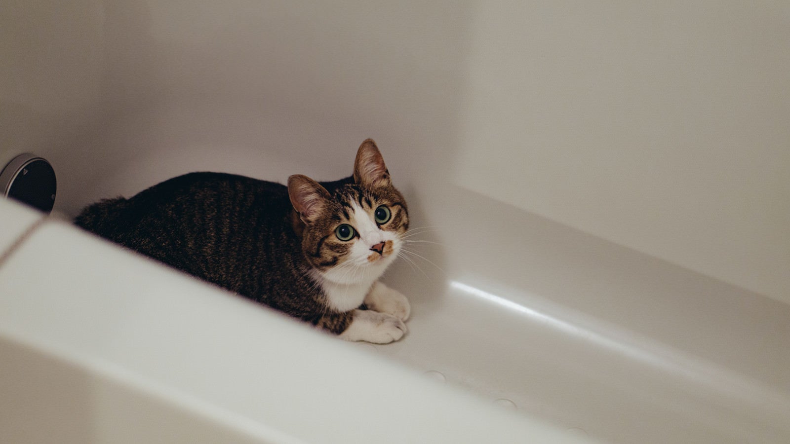 「また浴槽に隠れる猫」の写真