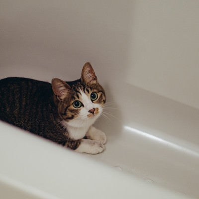 また浴槽に隠れる猫の写真
