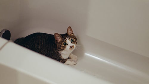 また浴槽に隠れる猫の写真
