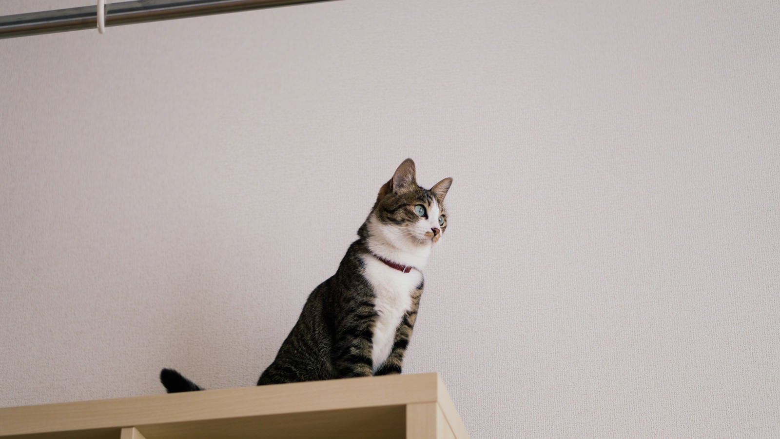 「棚の上から見つめる青い瞳の猫」の写真