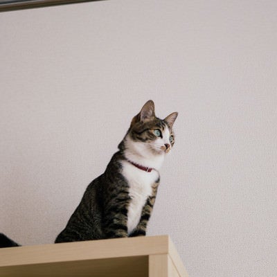 棚の上から見つめる青い瞳の猫の写真