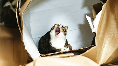 空き箱の中で大あくびする猫の写真