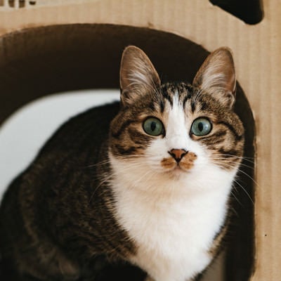 ダンボールハウスの中で目を丸くする猫の写真