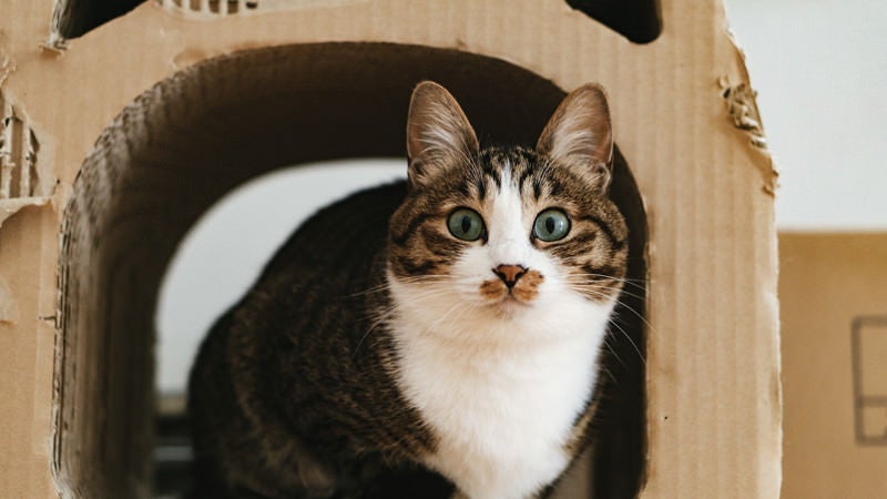 ダンボールハウスの中で目を丸くする猫の写真