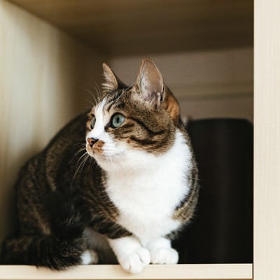 本棚の猫の写真
