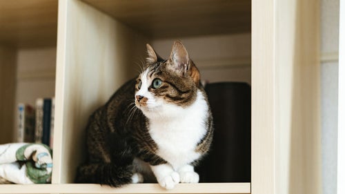 本棚の猫の写真