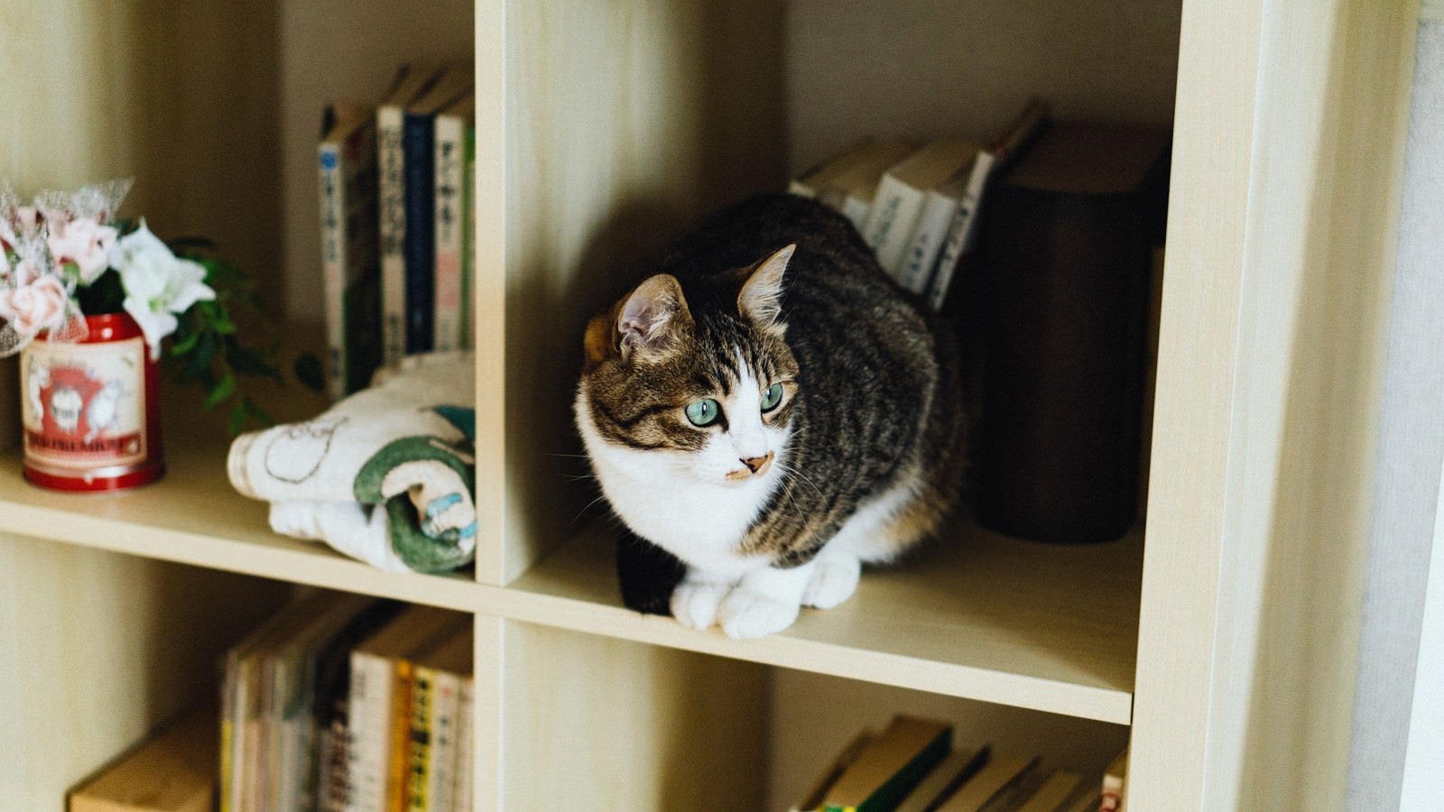 「本棚猫」の写真