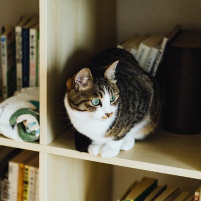 本棚猫の写真