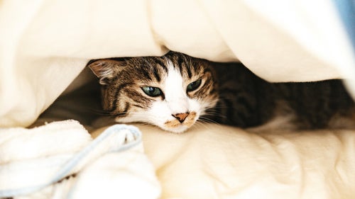 ぐっすり寝ていたところを起こされて不機嫌な猫さんの写真