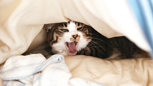 お布団の中であくびする寝起き猫の写真