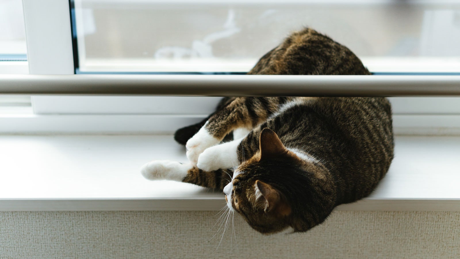 「出窓でゴロ寝する猫」の写真
