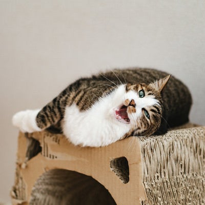 爪とぎダンボールの上で戯れる猫の写真