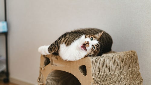 爪とぎダンボールの上で戯れる猫の写真